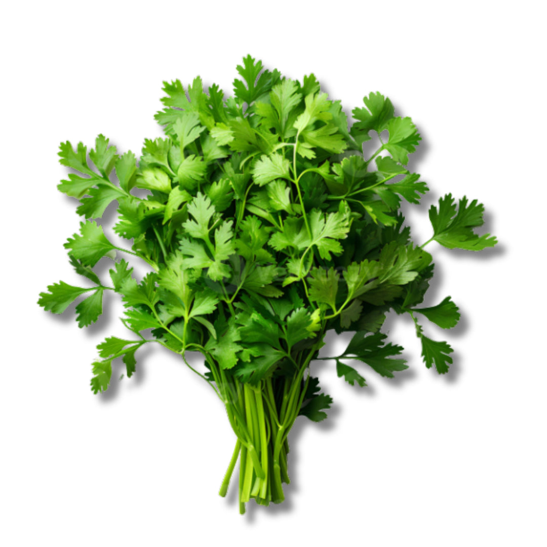 Coriander/Cilantro