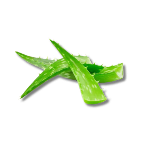 Aloe Vera Leaf